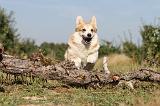 CORGI PEMBROKE 166